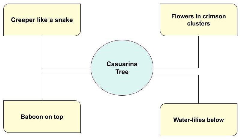 Our Casuarina Tree Diagram Based MCQ 2