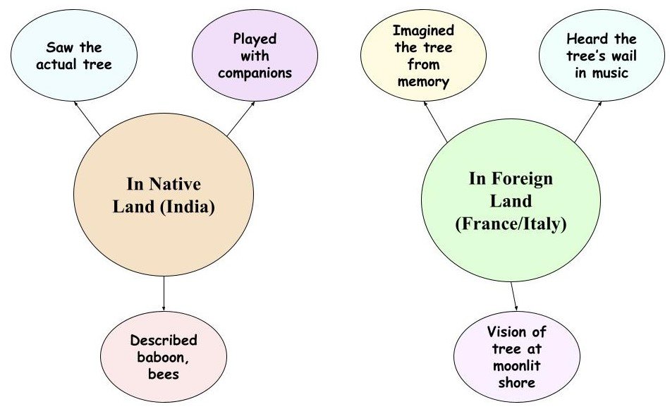 Our Casuarina Tree Diagram Based MCQ 5